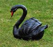 Садовая фигура Лебедь шипун черный