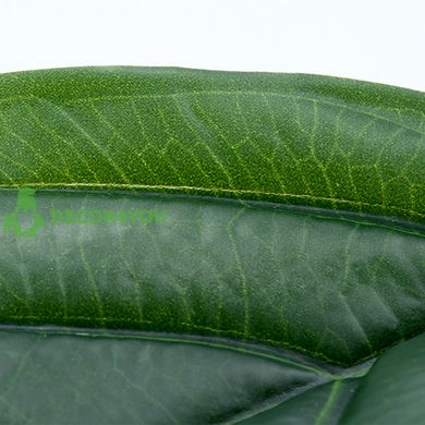 Штучне листя Engard Monstera, 56см (TW-48)