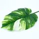 Искуственный лист Engard Monstera Alba, 71 см (TW-53)