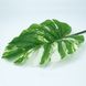 Искуственный лист Engard Monstera Alba, 73 см (TW-54)