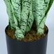 Искусственное растение Engard Sansevieria, 65 см (DW-11)