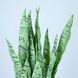 Искусственное растение Engard Sansevieria, 65 см (DW-11)