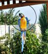 Садова фігура Папуга Ара в кільці