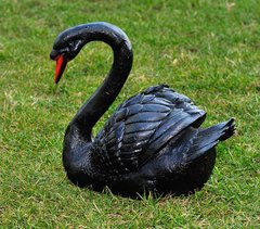 купить Садовая фигура Лебедь шипун черный 1