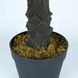 Искусственное растение Engard Cycas Palm, 60 см (DW-24)