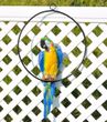 Садова фігура Папуга Ара керамічний в кільці, синій