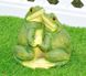 купити Садова фігура Дві жабки 3