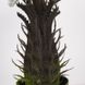 Штучна рослина Engard Cycas Palm, 60 см (DW-25)