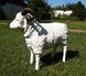 купити Садова фігура Пастух з вівцями 7