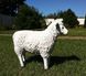 купити Садова фігура Пастух з вівцями 13