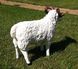 купити Садова фігура Пастух з вівцями 9