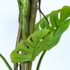 Искусственное растение Monstera, 180 см (TW-05)