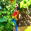 Садова фігура Папуга Ара в кільці, червоний